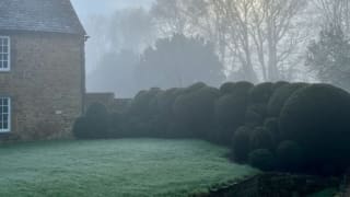 Cloud pruned topiary yew hedge by Petra Hoyer Millar