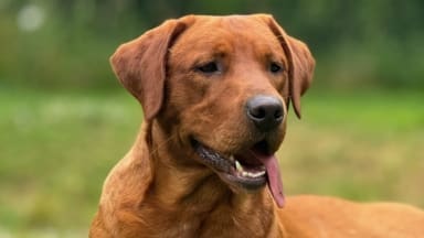 A beautiful fox red Labrador sitting on grass