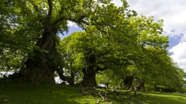 The Spanish Chestnut Avenue at Croft Castle, Herefordshire. They stretching for 1km to the west of the castle. The tale of the chestnuts' origins suggests that the nuts came from the wrecks of the Spanish Armada in 1592, making some of the trees over 400 years old