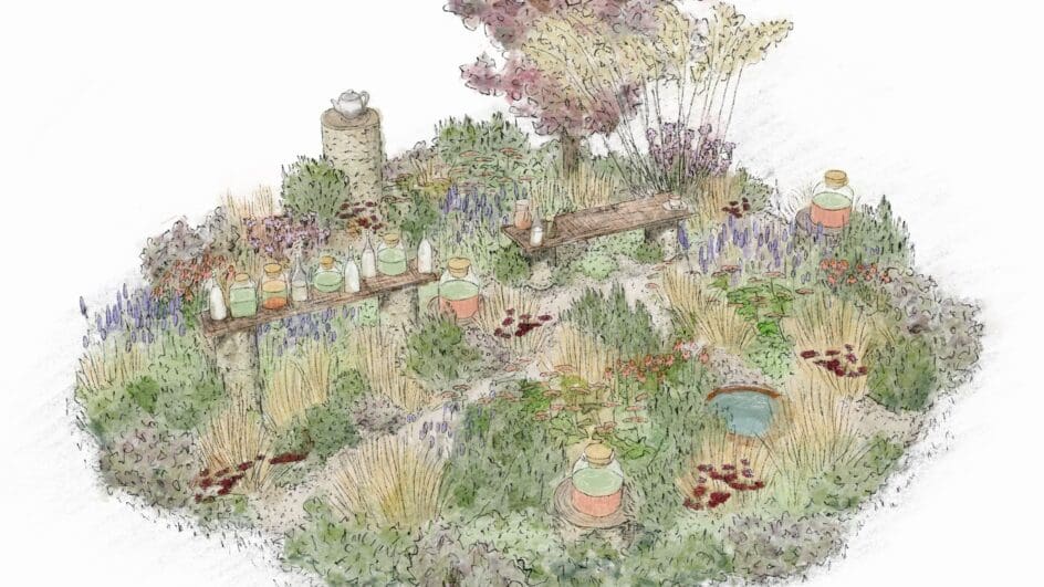 Illustration of the Sundowner Garden by Victoria Stanton, Kate-Hyslop and Dr Gina Liverton-Brown for RHS Hampton Court Palace Garden Festival