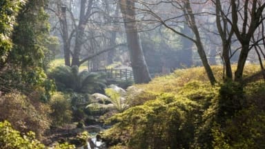 Exbury Gardens - View from Mrs Lionels seat in spring towards the valley planted with trees and ferns.