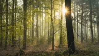 Woodland forest with sun shining through