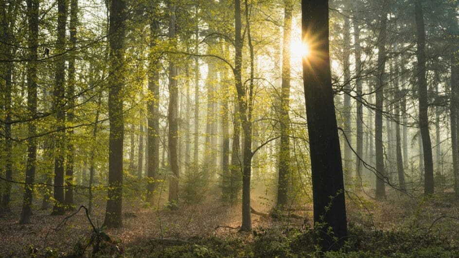 Woodland forest with sun shining through