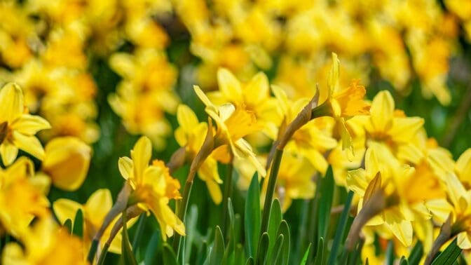 Mass of yellow daffodils flowering towards the sun