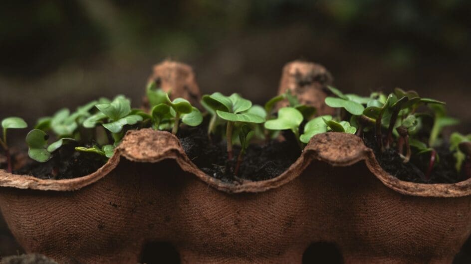 Seedlings growing in paper based plants pots