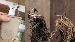 Selection of bare root plants supplied by Peter Nyssen