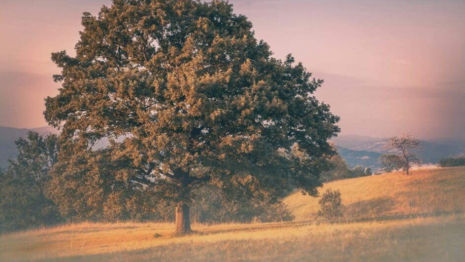 Oak tree set in the countryside