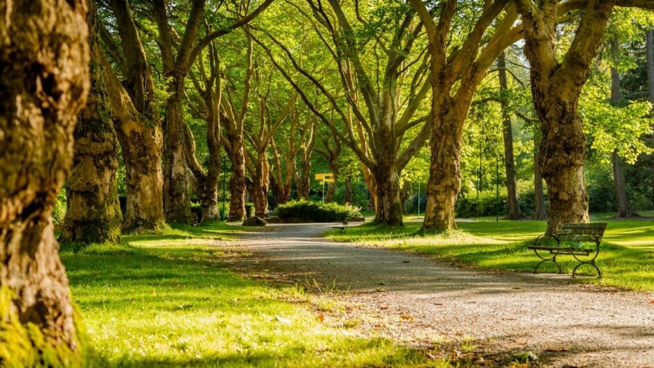 Row of trees in a park