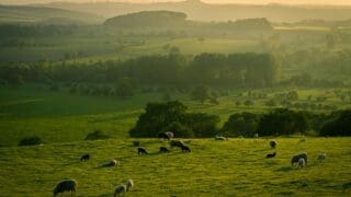 Sheep on green grass field with the valleys beyond