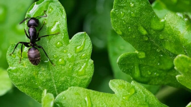 black ant on green leaf