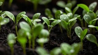 Close up of seedlings