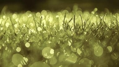 grass photographed unclose with dew