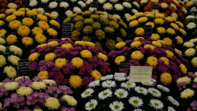 Shrewsbury Flower Show