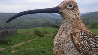 Matthew Trevelyan dressed in colossal curlew costume for his 53 mile walk to raise awareness of the bird's decline.