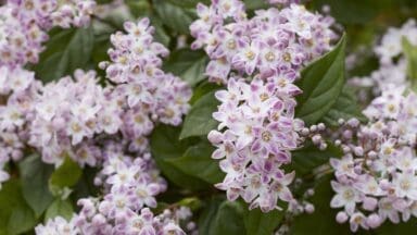Deutzia Pink Cloud