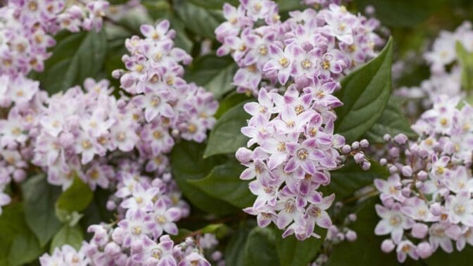 Deutzia Pink Cloud