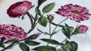 Botanical illustration of a rose