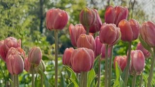 Tulip Belle Epoque in flower planted in a pot