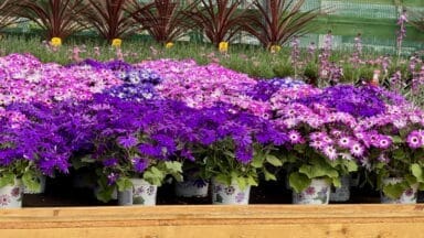 Plants on shelves at a Garden centre