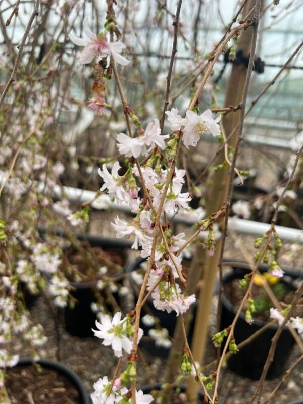 the new weeping Prunus Crystal Falls