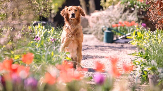 Picture of Ned, Monty Don's charming golden retriever