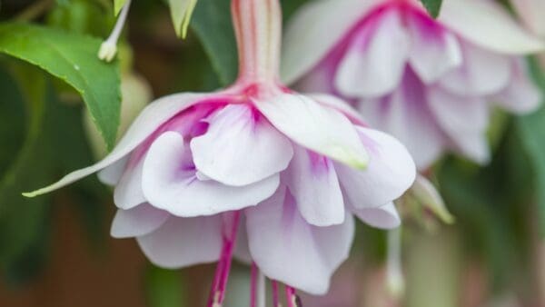 The new fuchsia MAMBO