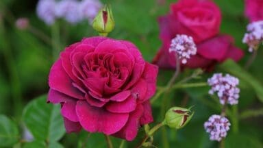 Rosa ‘Vianne’s Chocolat’