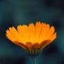 Calendula flower just opening