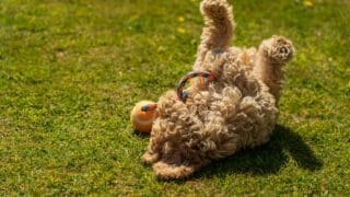 Dog playing on the lawn