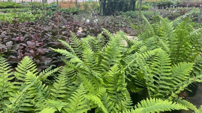 Hortus Loci growing plants for RHS Chelsea Flower Show
