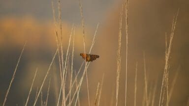 Butterfly on grass