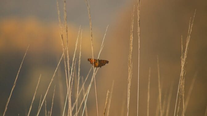Butterfly on grass