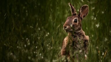 Brown rabbit sitting in a field of tall grass