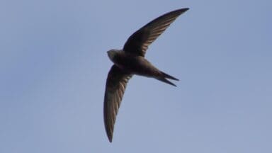 swift, european swift,