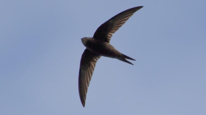 swift, european swift,