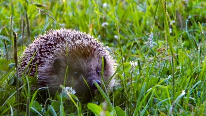 A hedgehog in the grass looking for food