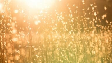 Sunlight shine through wild grass