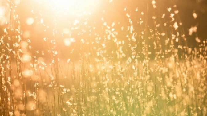 Sunlight shine through wild grass