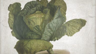 A cabbage, Album Vilmorin by Pierre Lévêque de Vilmorin, Paris, 1850. Courtesy British Library