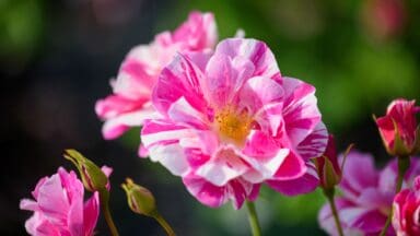 The King's Rose bred by David Austin.Distinctive, striped fuchsia and white petals create a bold yet natural look reminiscent of old Gallica roses. Its semi-double blooms appear in profusion, attracting pollinators to its central, vibrant yellow stamens. The light-medium Musk fragrance whispers hints of fresh red apple and rosewater. A versatile and robust shrub with a vase-shaped growth habit and heart-shaped leaves.