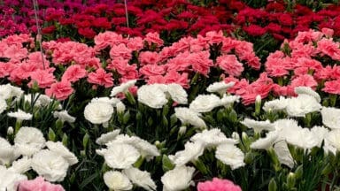Dianthus Dinamic by Elsner pac Vertriebsgesellschaft mbH