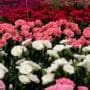 Dianthus Dinamic by Elsner pac Vertriebsgesellschaft mbH