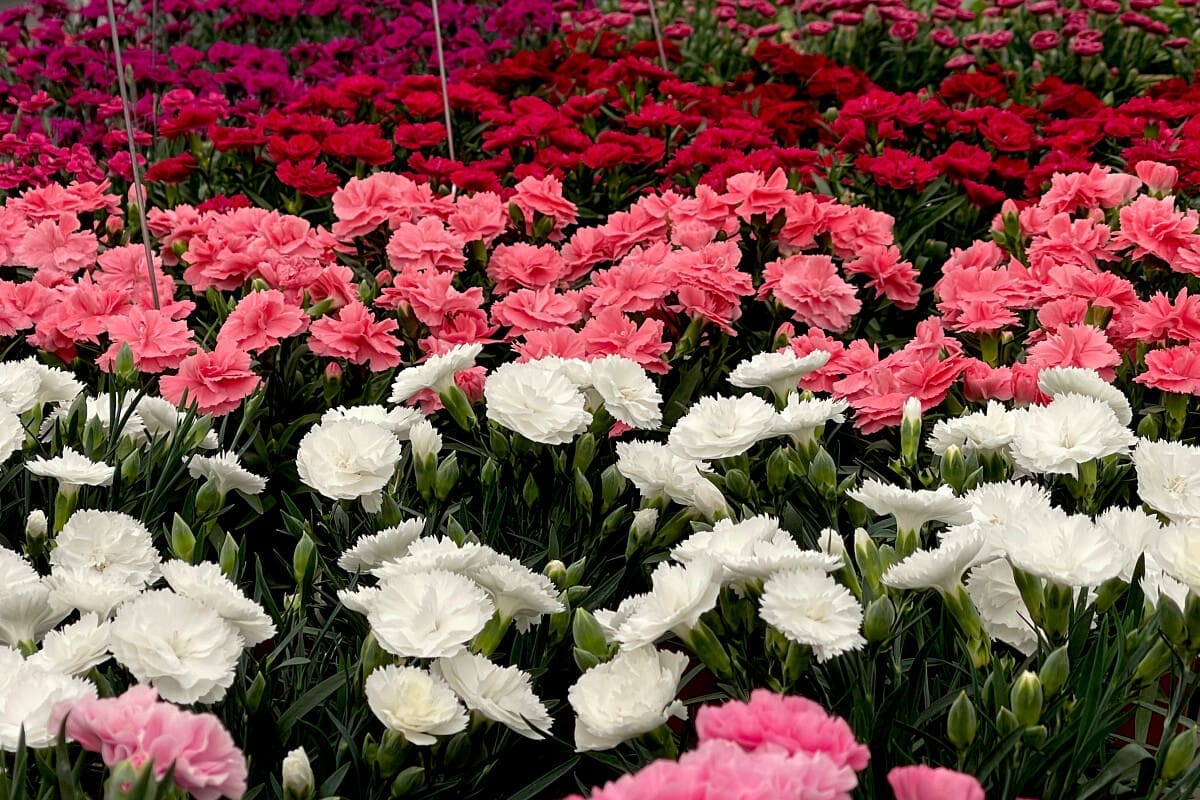 Dianthus Dinamic by Elsner pac Vertriebsgesellschaft mbH