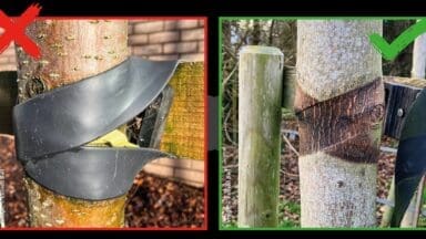 Free the tree campaign to encourage timely removal of tree ties