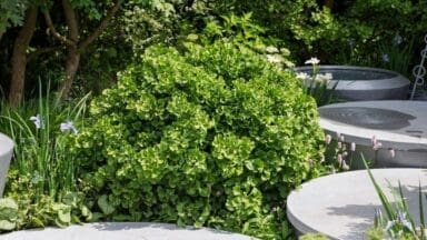 Gingko Biloba Globosa at RHS Chelsea Flower Show 2025