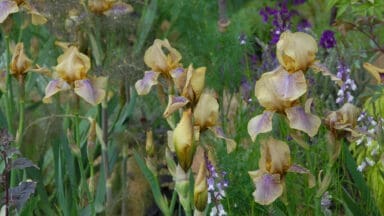 Benton Iris Olive