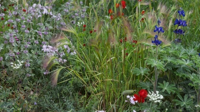 Plants on the Hospice UK: Garden of Compassion. Designed by Tom Hoblyn. Show Garden. RHS Chelsea Flower Show 2025.