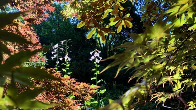 St Andrews Botanic Garden