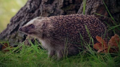 Small hedgehog