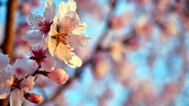 white cherry blossom in close up photography